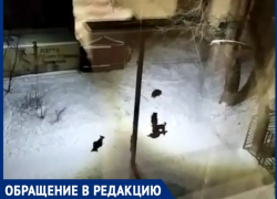 Агрессивные собаки пугают жителей улицы Инициативной в Таганроге Агрессивные собаки пугают жителей улицы Инициативной в Таганроге