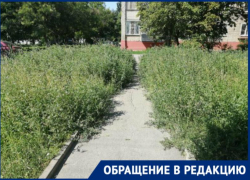 "Восставшие сорняки" - амброзия подбирается к таганрогской школе №35 "Восставшие сорняки" - амброзия подбирается к таганрогской школе №35