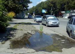 В Таганроге лужа посреди тротуара превратилась в озеро, где пророс камыш В Таганроге лужа посреди тротуара превратилась в озеро, где пророс камыш