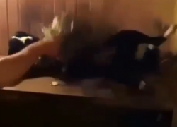 Таганрожец прислал видео с собакой, любящей париться в баньке Таганрожец прислал видео с собакой, любящей париться в баньке
