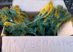 В Таганроге 8 марта бесплатно раздавали цветы В Таганроге 8 марта бесплатно раздавали цветы