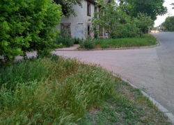 Таганрожцы пристыдили депутатов своих округов за бурьян и амброзию «по колено» Таганрожцы пристыдили депутатов своих округов за бурьян и амброзию «по колено»