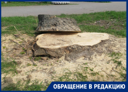 Под видом благоустройства в Таганроге уничтожается зеленый сквер Под видом благоустройства в Таганроге уничтожается зеленый сквер