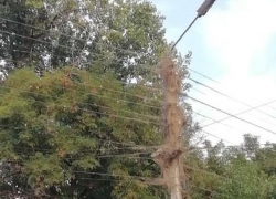 Увешанные паутиной столбы стали новой достопримечательностью Таганрога Увешанные паутиной столбы стали новой достопримечательностью Таганрога