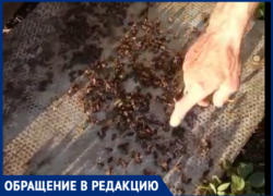 «Таганрогская птицефабрика» снова потравила пчел у жителя хутора Некрасовка «Таганрогская птицефабрика» снова потравила пчел у жителя хутора Некрасовка