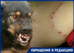 «Страшная ситуация»: в Таганроге на женщину напали бродячие собаки «Страшная ситуация»: в Таганроге на женщину напали бродячие собаки