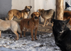 Свора бродячих собак искусала таганрожца Свора бродячих собак искусала таганрожца