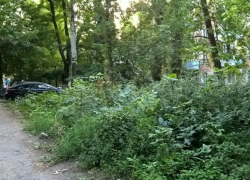 На улице Пальмиро Тольятти таганрогские власти возрождают дикую природу На улице Пальмиро Тольятти таганрогские власти возрождают дикую природу