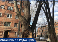 Таганрожцы рискуют жизнью, проходя под опасным, мертвым деревом Таганрожцы рискуют жизнью, проходя под опасным, мертвым деревом