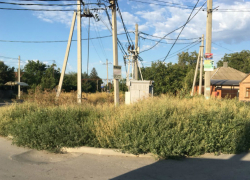 В Михайловке бурьян и амброзия на остановке и у магазина замучили жителей В Михайловке бурьян и амброзия на остановке и у магазина замучили жителей