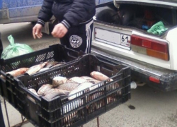 На рынках Таганрога торгуют опасной рыбой На рынках Таганрога торгуют опасной рыбой