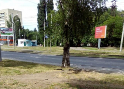 Две недели «Благоустройство» не может разобраться с мертвой собакой Две недели «Благоустройство» не может разобраться с мертвой собакой