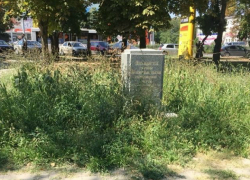Амброзия вызвала возмущение таганроженки, она написала обращение в администрацию Амброзия вызвала возмущение таганроженки, она написала обращение в администрацию