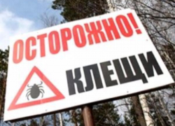 В Ростовской области от укусов клещей пострадали более 300 человек В Ростовской области от укусов клещей пострадали более 300 человек