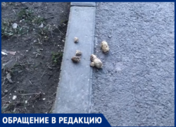 Таганроженка пожаловалась на нерадивых владельцев собак Таганроженка пожаловалась на нерадивых владельцев собак