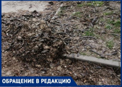 В Таганроге только вылезшую траву косят сквозь мусор В Таганроге только вылезшую траву косят сквозь мусор