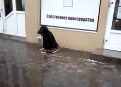 Собака с ведерком в зубах просит милостыню на Новом вокзале в Таганроге Собака с ведерком в зубах просит милостыню на Новом вокзале в Таганроге