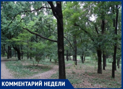 Администрация Таганрога ответила на вопрос о вырубке деревьев в разных районах города Администрация Таганрога ответила на вопрос о вырубке деревьев в разных районах города