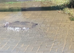 И вновь бежит поток питьевой воды по улице Дзержинского в Таганроге И вновь бежит поток питьевой воды по улице Дзержинского в Таганроге