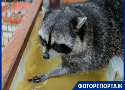В милом приюте для енотов побывала фотограф "Блокнот Таганрог" В милом приюте для енотов побывала фотограф "Блокнот Таганрог"
