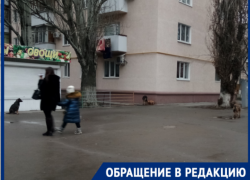 Стая бродячих собак в Таганроге терроризирует общественность Стая бродячих собак в Таганроге терроризирует общественность