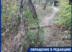 «Пилите сами» - посоветовали таганроженке в «Благоустройстве» «Пилите сами» - посоветовали таганроженке в «Благоустройстве»