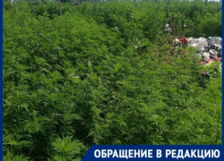 Из-за амброзии крестов не разглядеть: таганрожцы возмущены запущенным кладбищем Из-за амброзии крестов не разглядеть: таганрожцы возмущены запущенным кладбищем