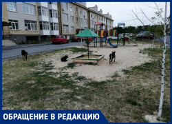 Бродячие собаки атакуют детские площадки в Таганроге Бродячие собаки атакуют детские площадки в Таганроге