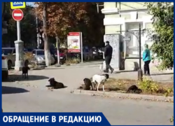 «Благоустройство» Таганрога не реагирует на жалобы по бездомным собакам «Благоустройство» Таганрога не реагирует на жалобы по бездомным собакам