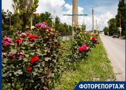 Таганрог – это город-сад или город со скудным озеленением? Таганрог – это город-сад или город со скудным озеленением?