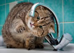 Таганрог может остаться без воды Таганрог может остаться без воды