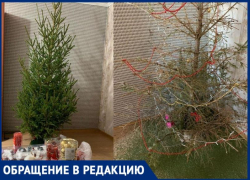 У таганрожцев только палки остались от елки, а продавец «чхать хотел» У таганрожцев только палки остались от елки, а продавец «чхать хотел»