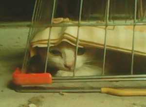 Судьбу котенка-воришки решали всем Таганрогом Судьбу котенка-воришки решали всем Таганрогом