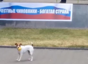 Жертвой антикоррупционного митинга в Таганроге стала резиновая утка Жертвой антикоррупционного митинга в Таганроге стала резиновая утка