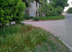 Таганрожцы пристыдили депутатов своих округов за бурьян и амброзию «по колено» Таганрожцы пристыдили депутатов своих округов за бурьян и амброзию «по колено»