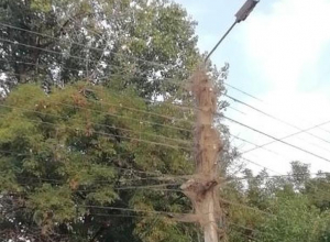 Увешанные паутиной столбы стали новой достопримечательностью Таганрога Увешанные паутиной столбы стали новой достопримечательностью Таганрога