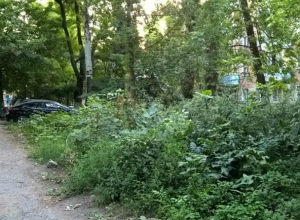На улице Пальмиро Тольятти таганрогские власти возрождают дикую природу На улице Пальмиро Тольятти таганрогские власти возрождают дикую природу