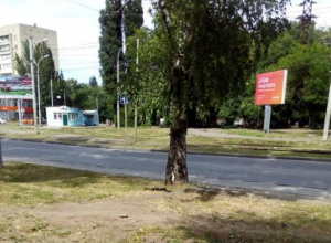 Две недели «Благоустройство» не может разобраться с мертвой собакой Две недели «Благоустройство» не может разобраться с мертвой собакой