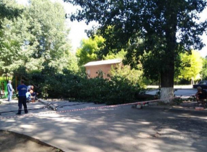 В Таганроге очередное дерево не выдержало благоустройства и сломалось В Таганроге очередное дерево не выдержало благоустройства и сломалось