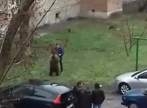 Дикое животное во дворе таганрогской многоэтажки удивило горожан Дикое животное во дворе таганрогской многоэтажки удивило горожан