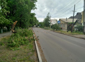 Таганрогские службы дерево с дороги убрали, а на тротуаре оставили Таганрогские службы дерево с дороги убрали, а на тротуаре оставили