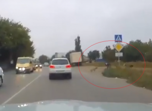 В Таганроге стая собак гналась за школьником В Таганроге стая собак гналась за школьником