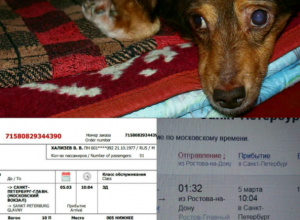 Каштанчик, благодаря нашим читателям, 4 марта уезжает на операцию в Санкт-Петербург Каштанчик, благодаря нашим читателям, 4 марта уезжает на операцию в Санкт-Петербург