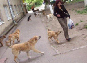 Бродячие собаки Таганрога довели жителей до петиции Бродячие собаки Таганрога довели жителей до петиции
