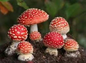 В Таганроге вновь зафиксирован случай отравления грибами