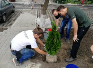 Волонтеры высадили туи возле детской площадки в Таганроге Волонтеры высадили туи возле детской площадки в Таганроге
