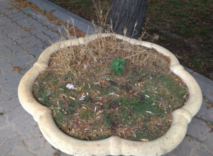 «Культурные» люди живут в Таганроге, из вазона с цветами сделали пепельницу «Культурные» люди живут в Таганроге, из вазона с цветами сделали пепельницу
