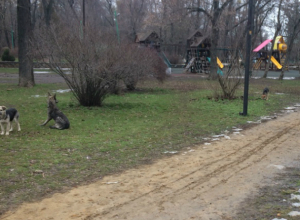 В парке им Горького в Таганроге бродячие собаки кинулись на ребенка В парке им Горького в Таганроге бродячие собаки кинулись на ребенка