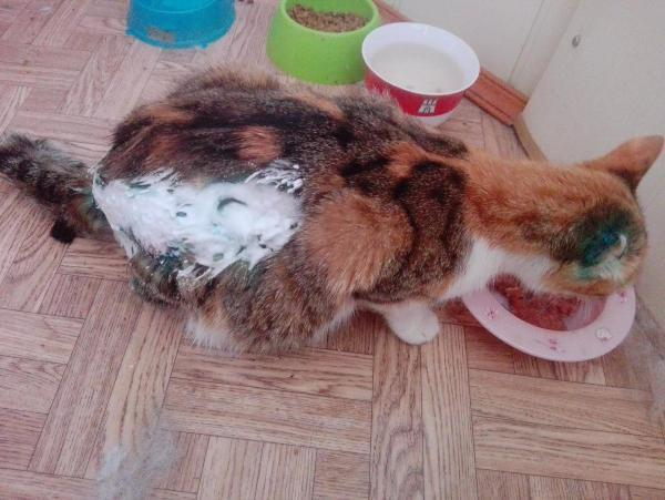 Хозяева-живодеры устроили кошке микроволновочный ад в Таганроге Хозяева-живодеры устроили кошке микроволновочный ад в Таганроге