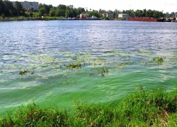 Городские службы выяснили причину удушливого запаха в Таганроге Городские службы выяснили причину удушливого запаха в Таганроге